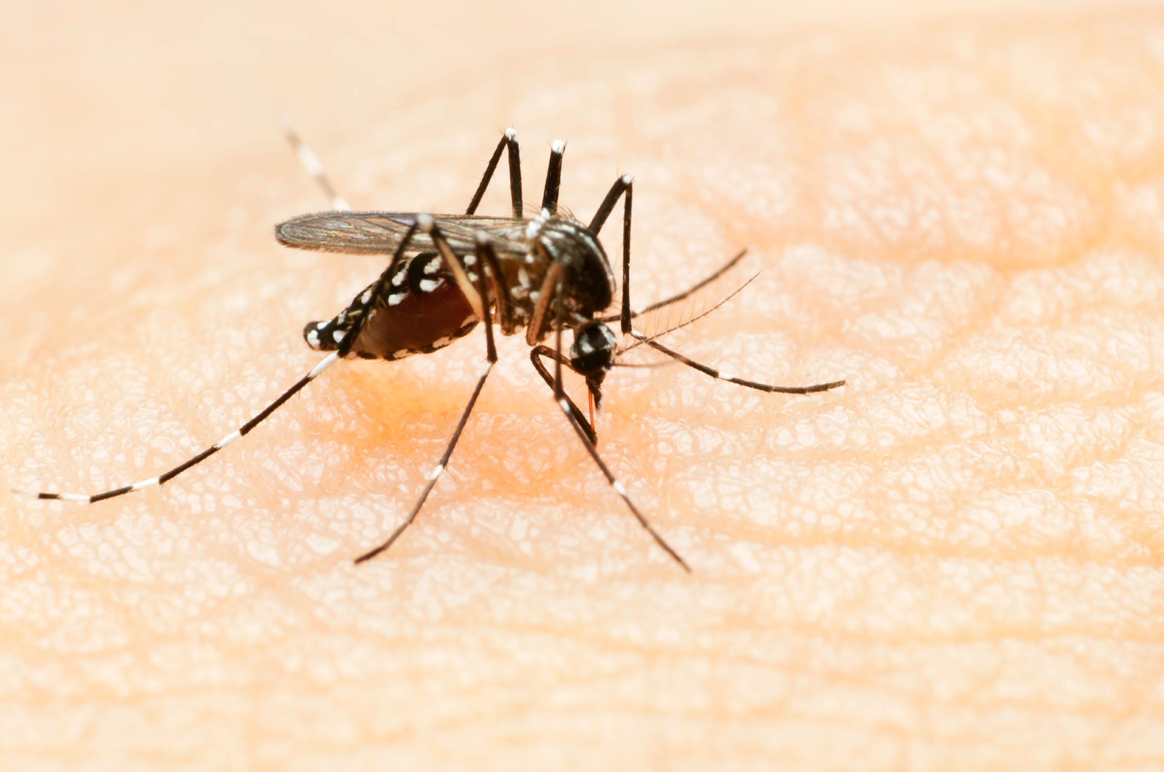 6 Ways to Avoid Getting Bitten By a Zika Virus Mosquito