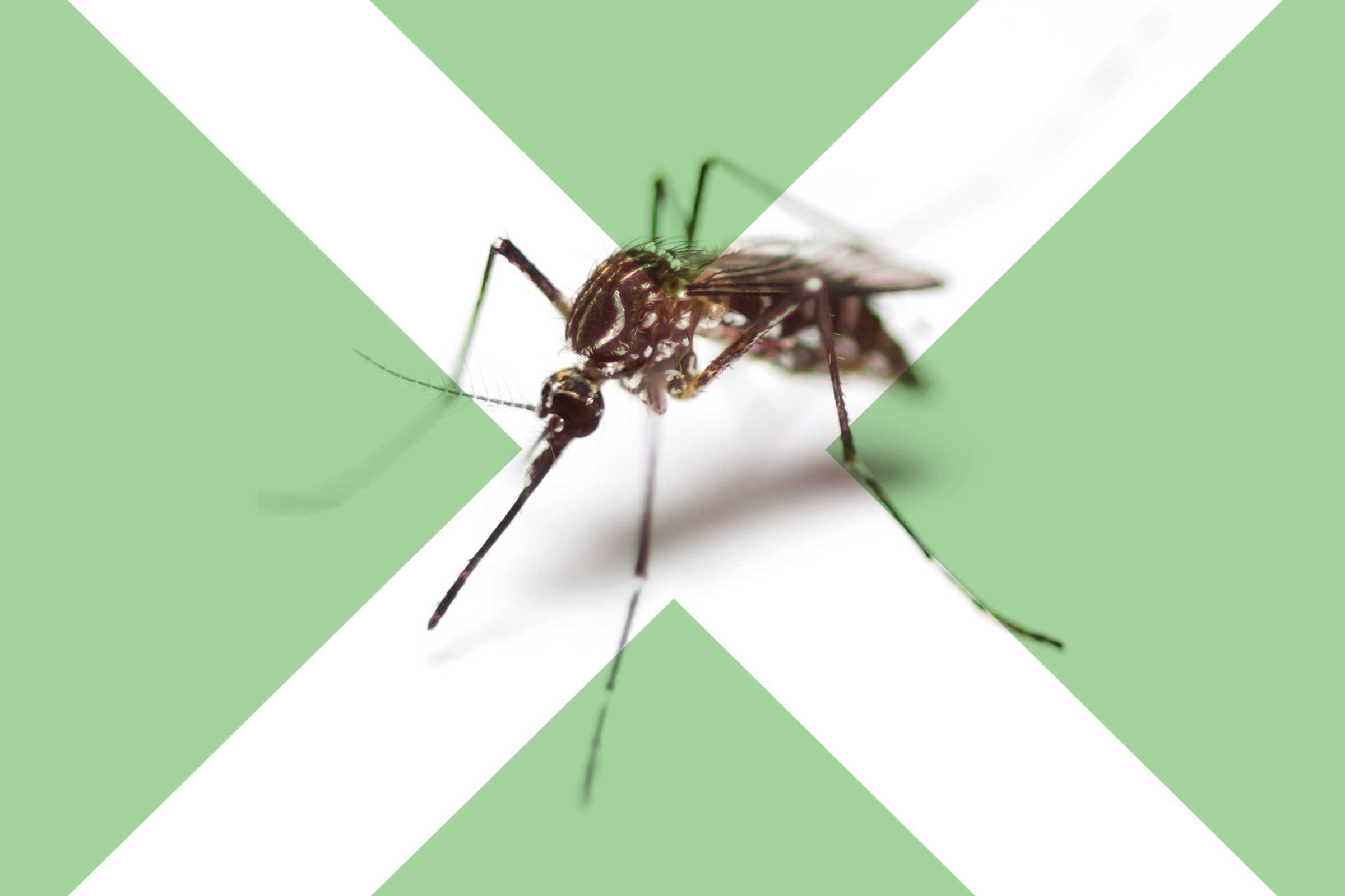 6 Surprising Dos and Don’ts of Mosquito Bites