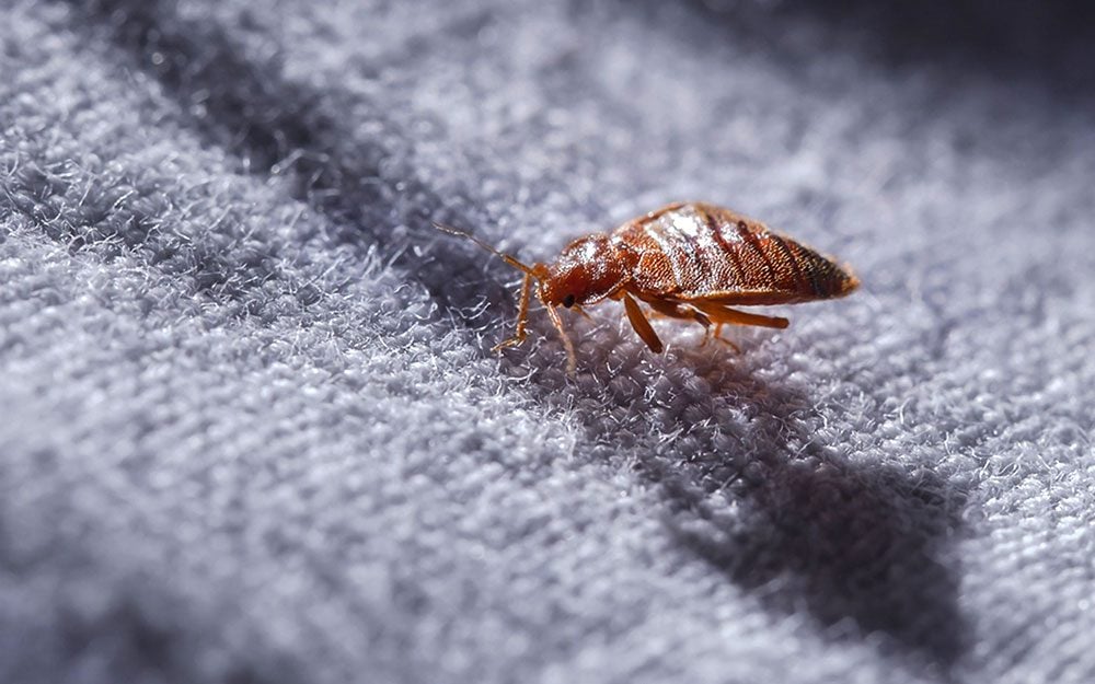 8 Warning Signs You're About to Have a Bed Bug Problem