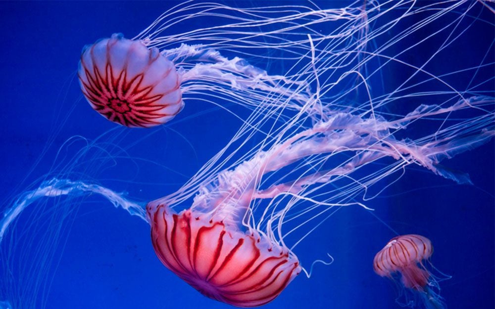 The Right Way to Treat a Jellyfish Sting—That Has Nothing to Do with Peeing