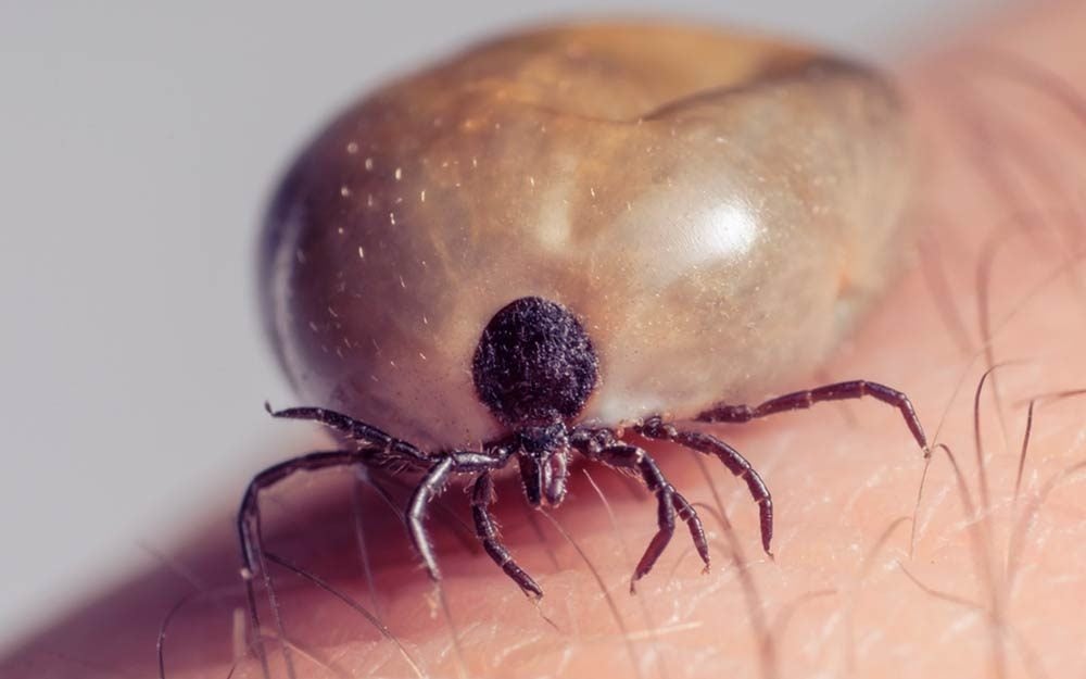 This All-Natural Tick Repellent Works, and Here’s Why