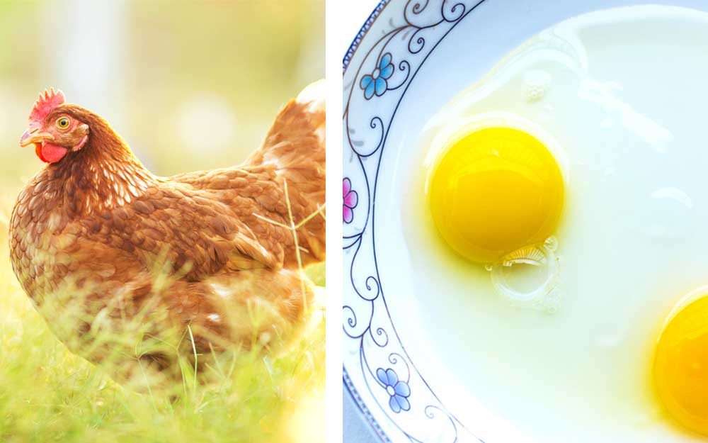 Here's What an Egg's Yolk Color Really Means