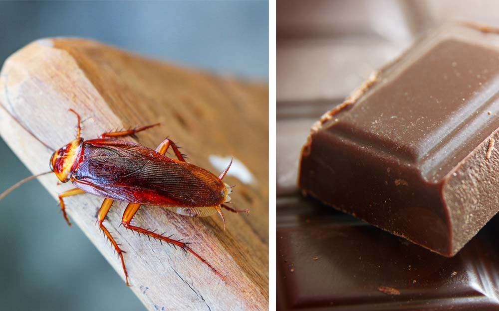 Yuck! Here’s How Many Insects You're Eating Every Year