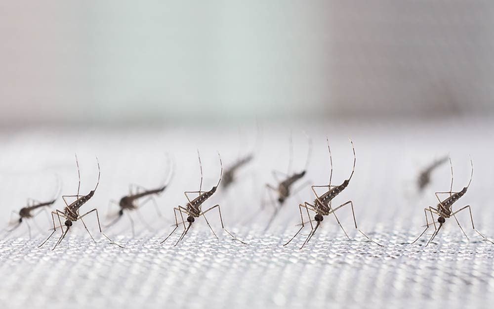 A Company Is Releasing 20 Million Mosquitoes in California—Yes, Really