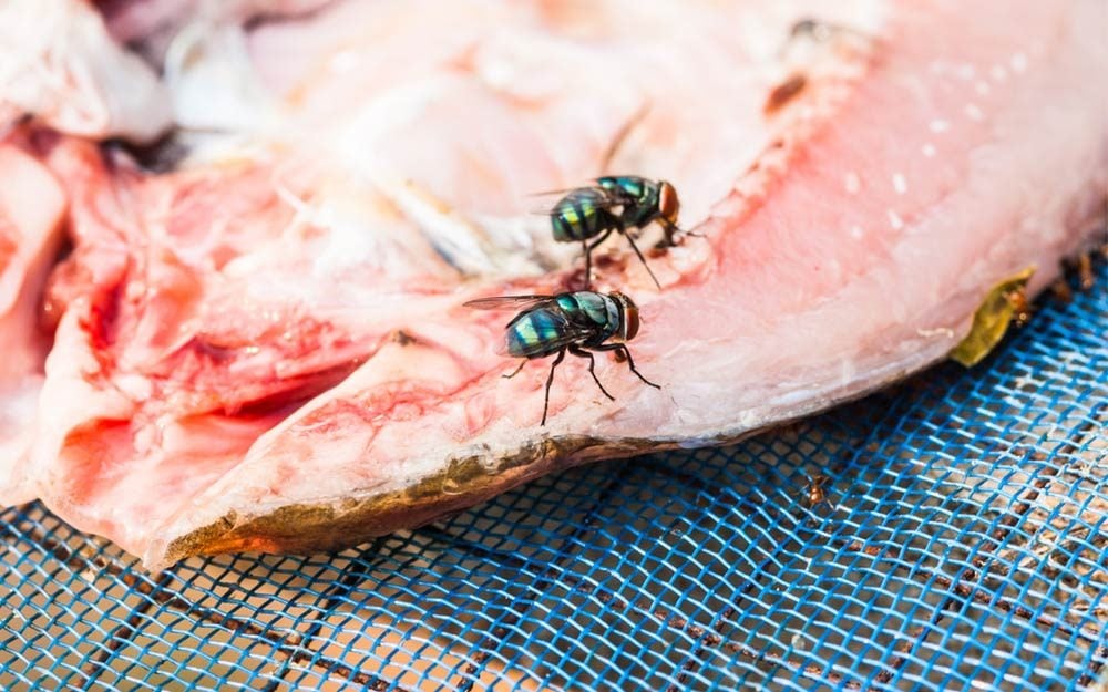 The Gross Truth About What Happens When a Fly Lands in Your Food