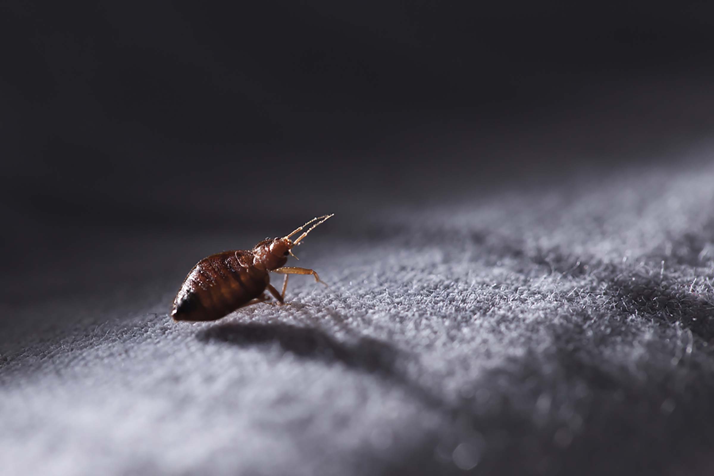 Keep Bed Bugs From Following You From Vacation With 4 Simple Steps