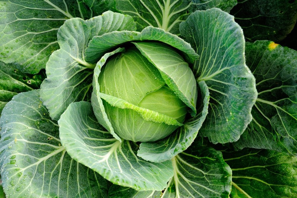Is Cabbage Good for You?