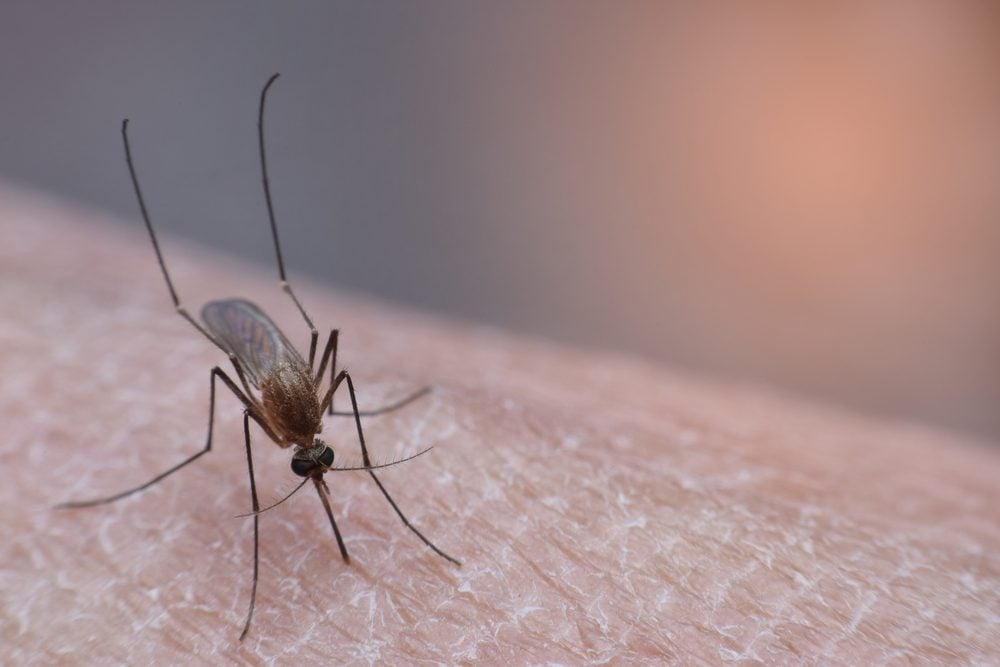Mosquito Bites: 10 Weird Reasons You’re Getting Bitten