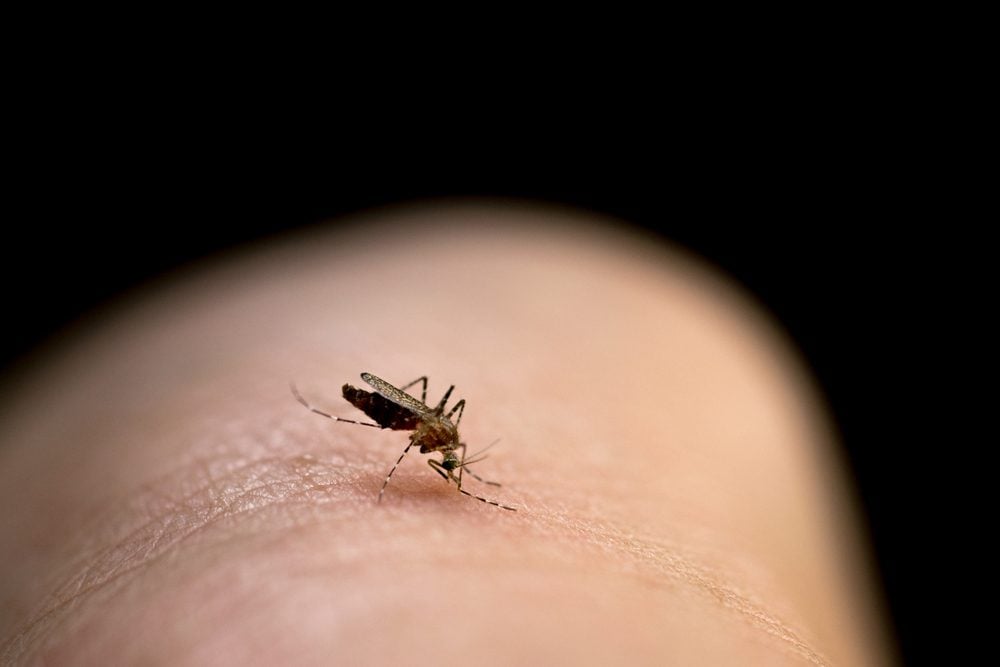 The Scientific Reason You Are (Or Aren't) a Mosquito Magnet