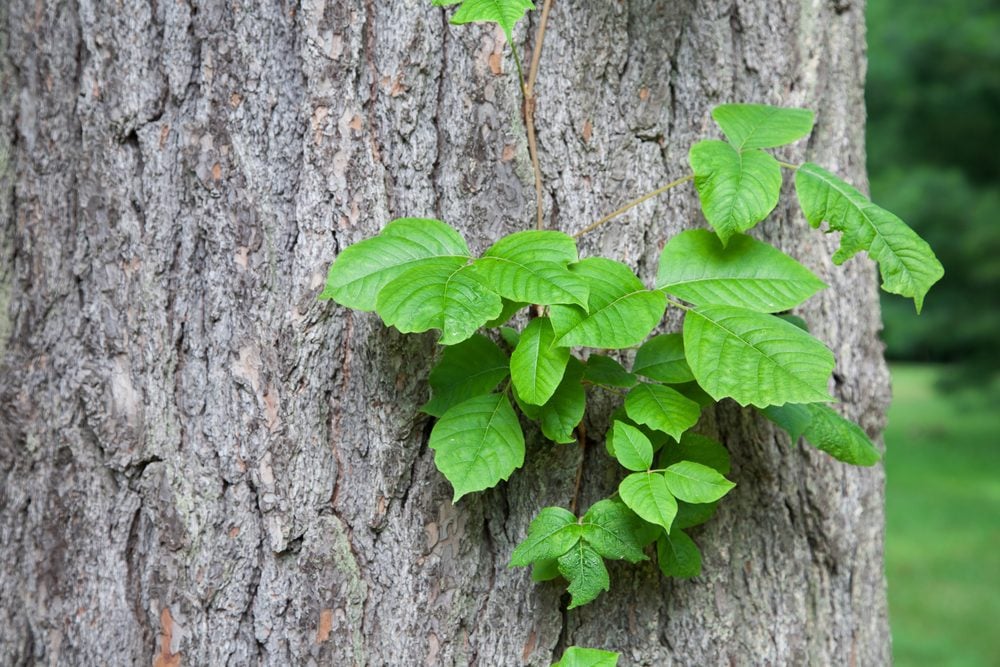 here-s-what-poison-ivy-really-looks-like-the-healthy