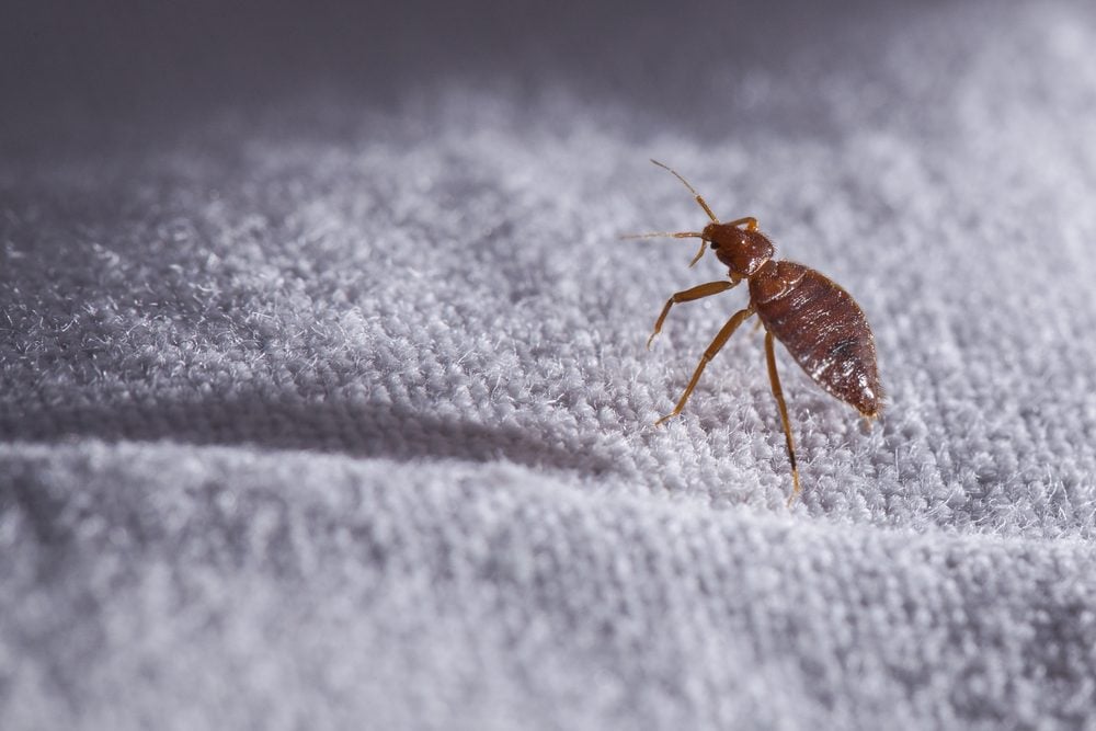 9 “Facts” About Bed Bugs That Just Aren’t True