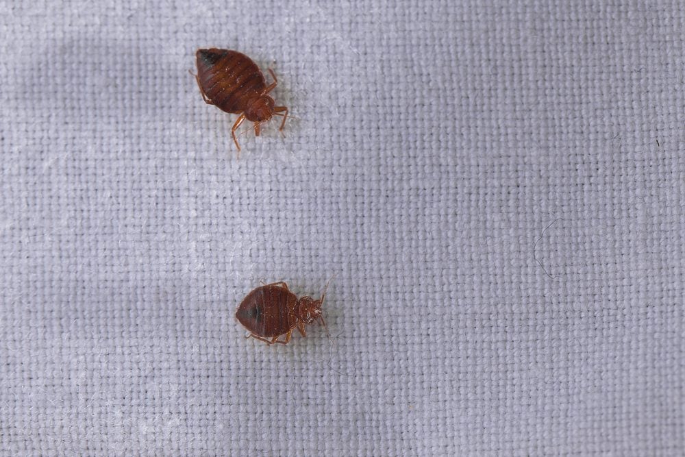 How to Find Bed Bugs in Your Car—and How to Get Rid of Them