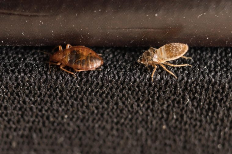 How To Find And Get Rid Of Bed Bugs In Your Car The Healthy