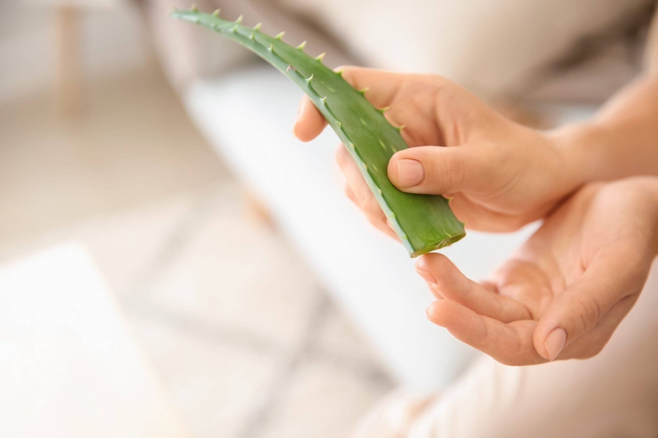 12 Aloe Vera Uses You Might Not Know