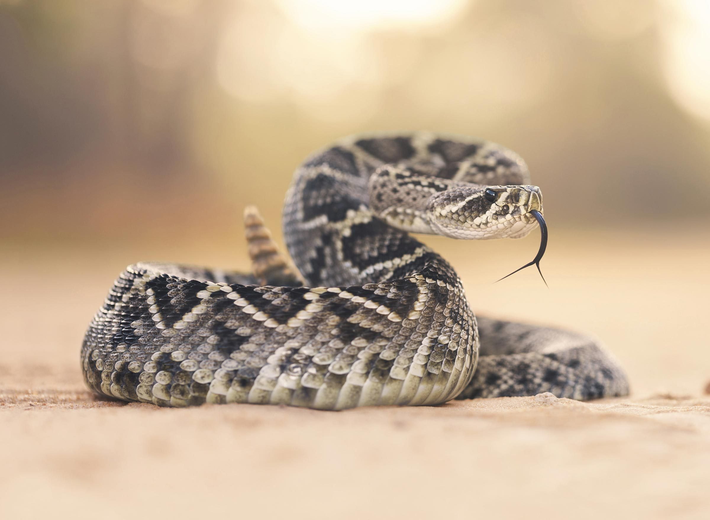 How I Survived a Rattlesnake Bite—With No Way of Calling 911 or Getting to a Hospital