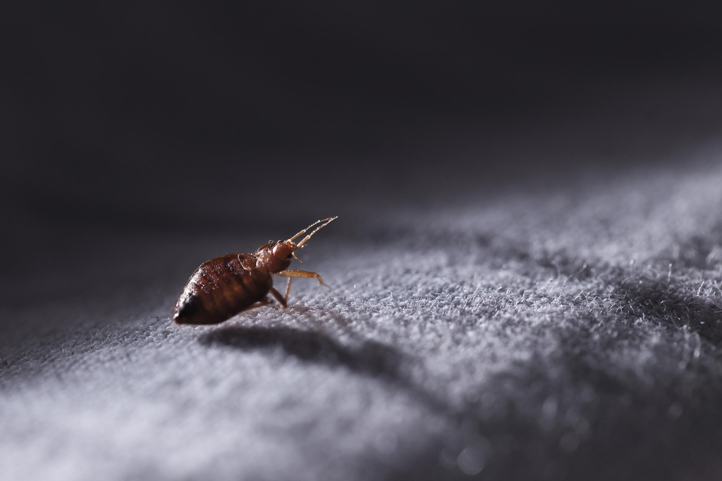 16 Secrets Bed Bugs Don’t Want You To Know—But Are Crucial For Keeping Them At Bay