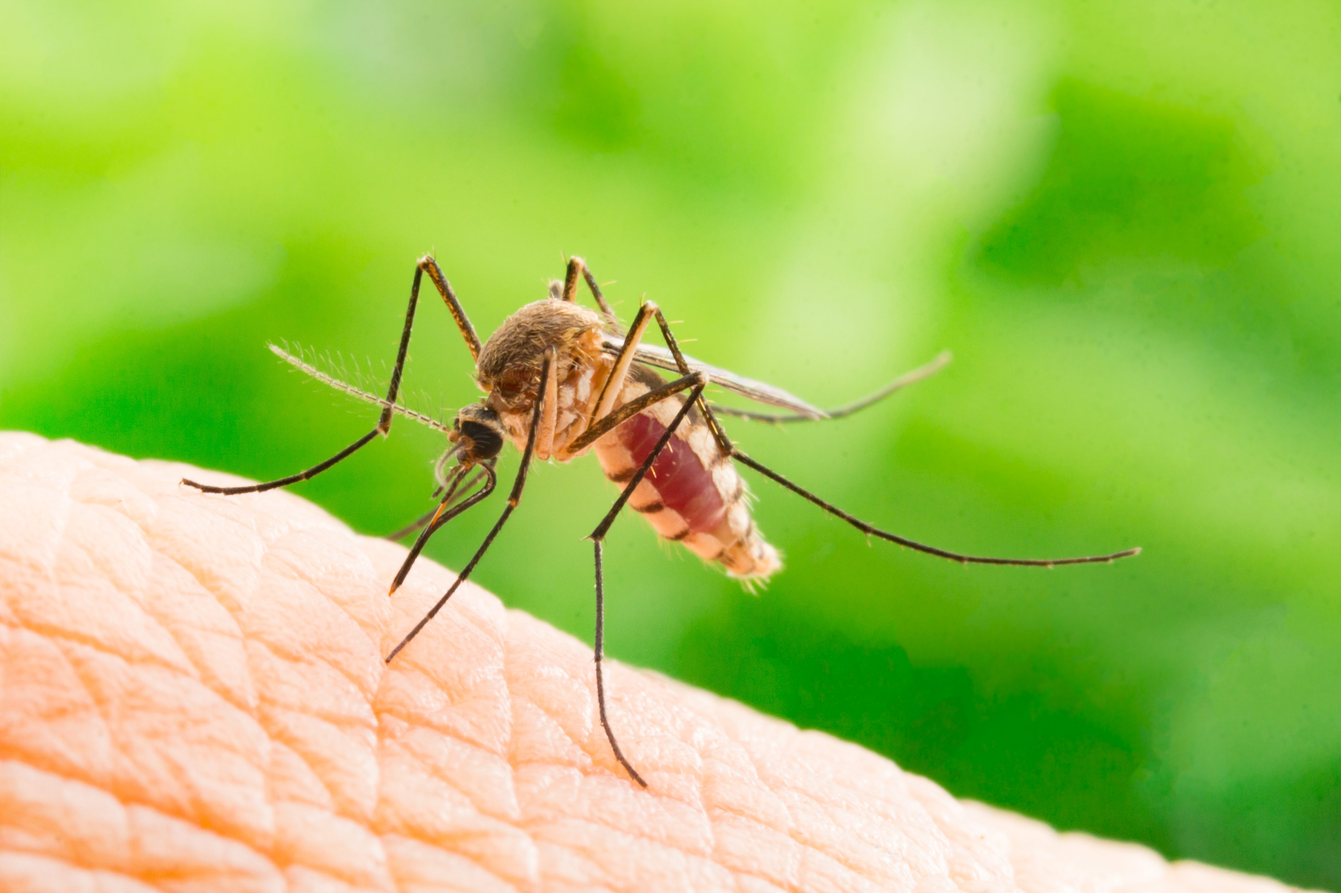 6 Signs You Could Have a Mosquito Bite Allergy