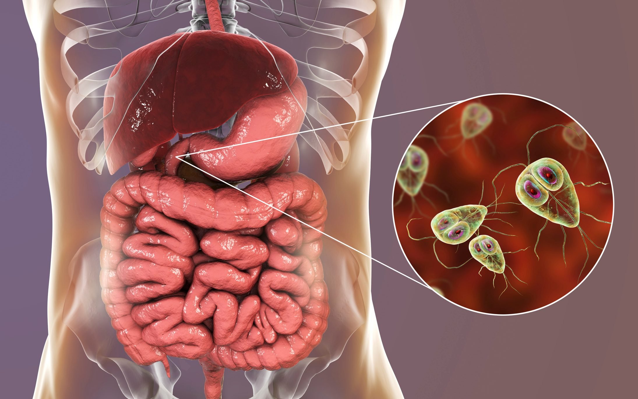 Great Intestinal Parasites In Stool in 2023 The ultimate guide 