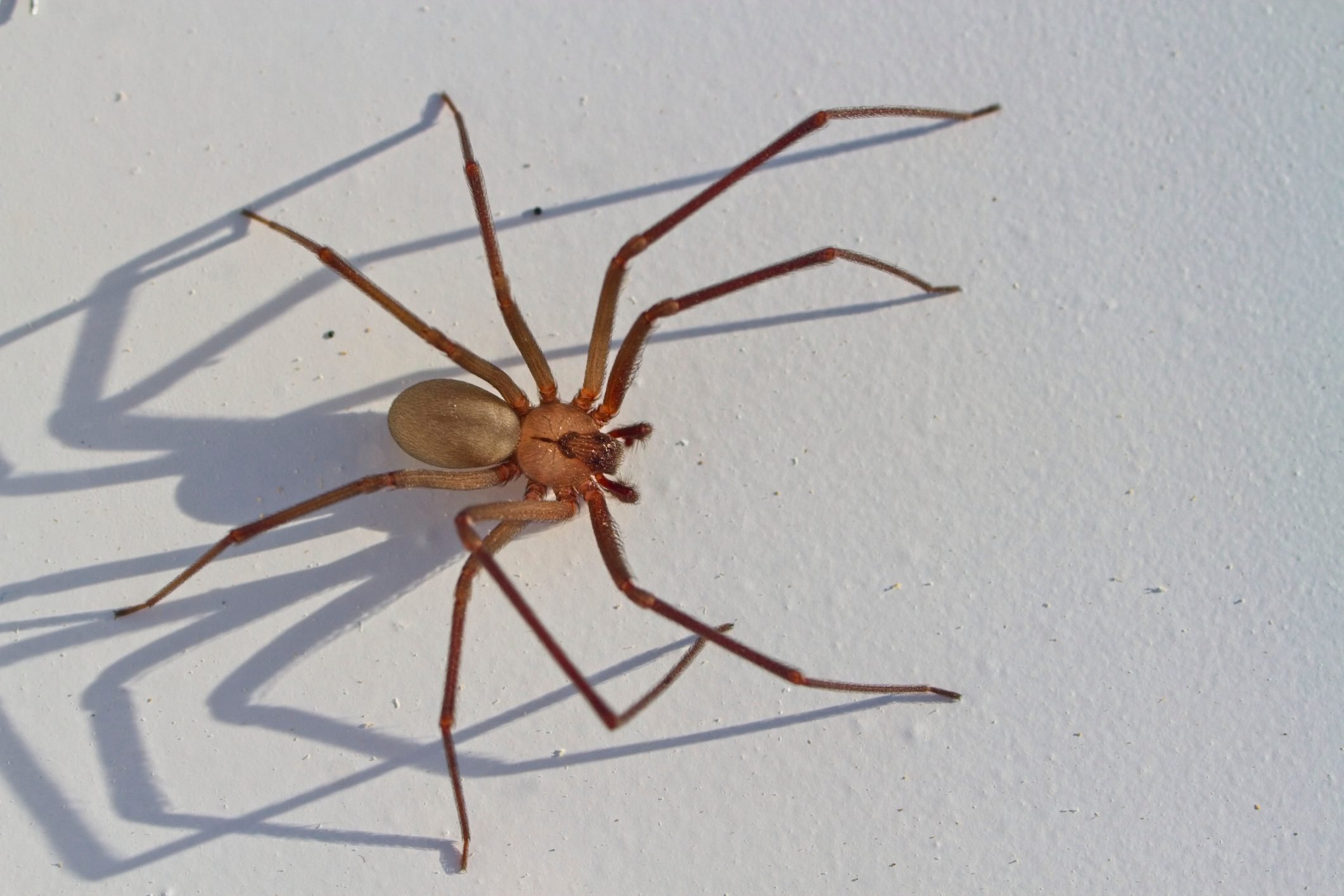 What Do Brown Recluse Spiders Eat?