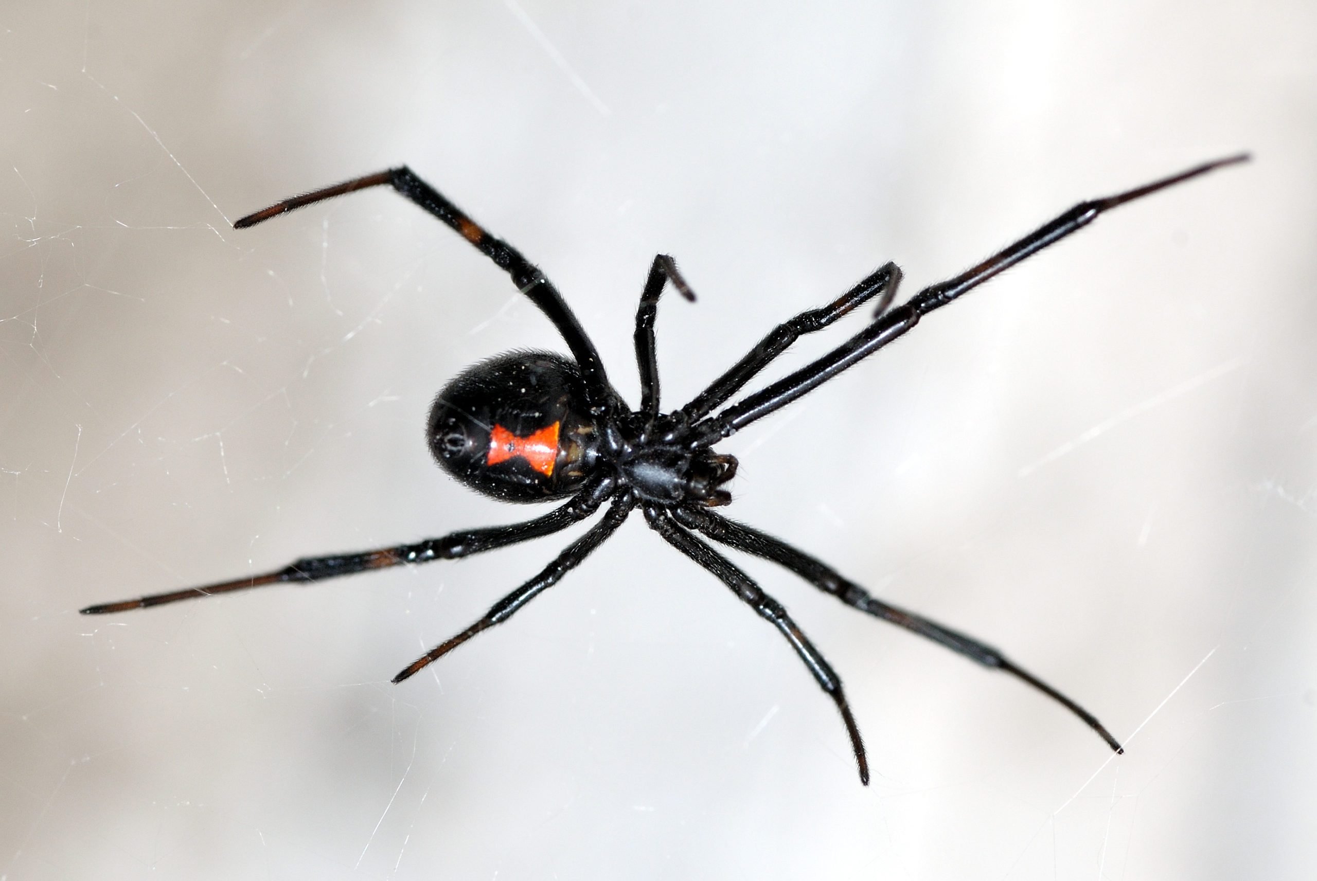 Black Widow Spider Bites: What They Look Like and How to Treat Them
