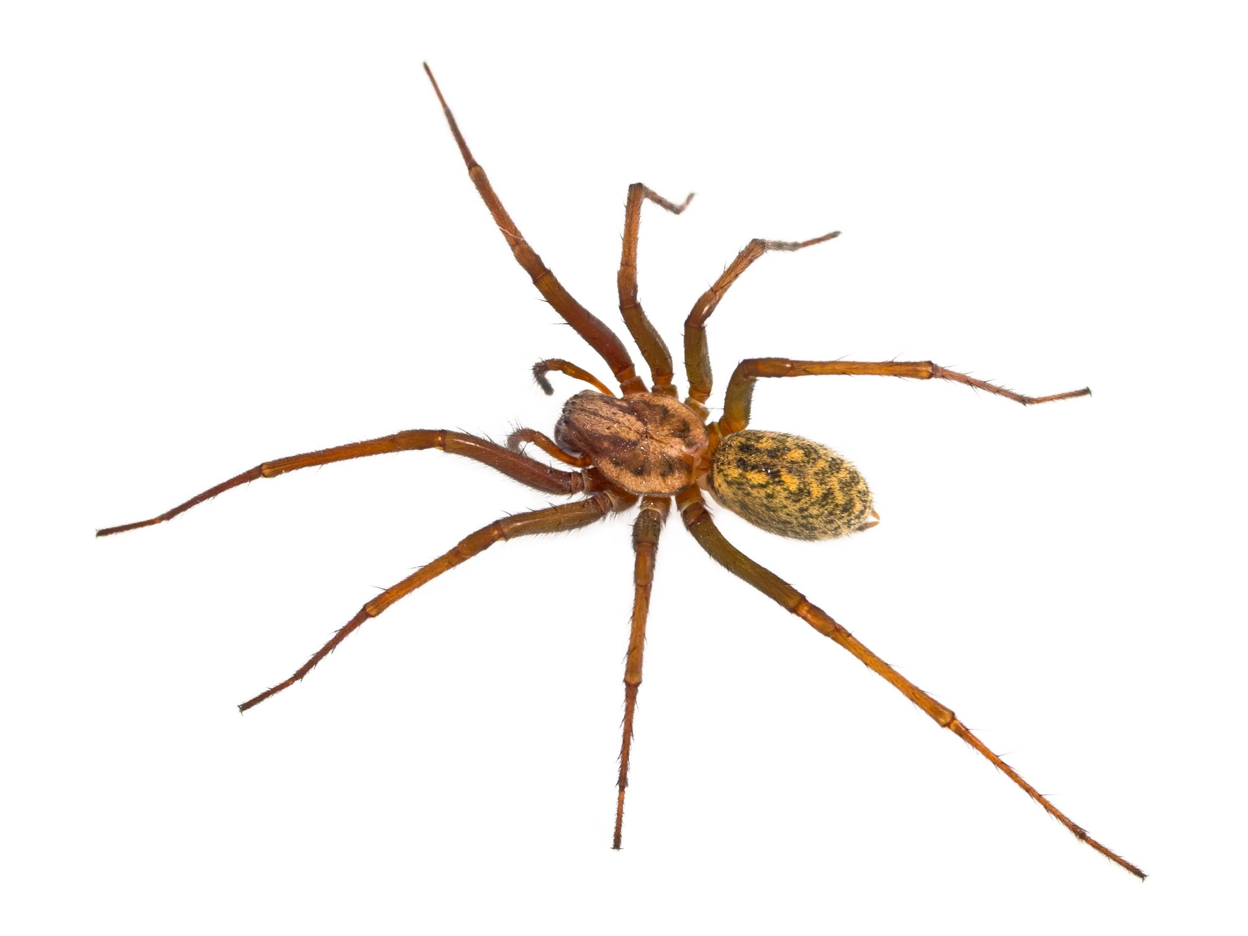 Hobo Spider Bites: Everything You Need to Know