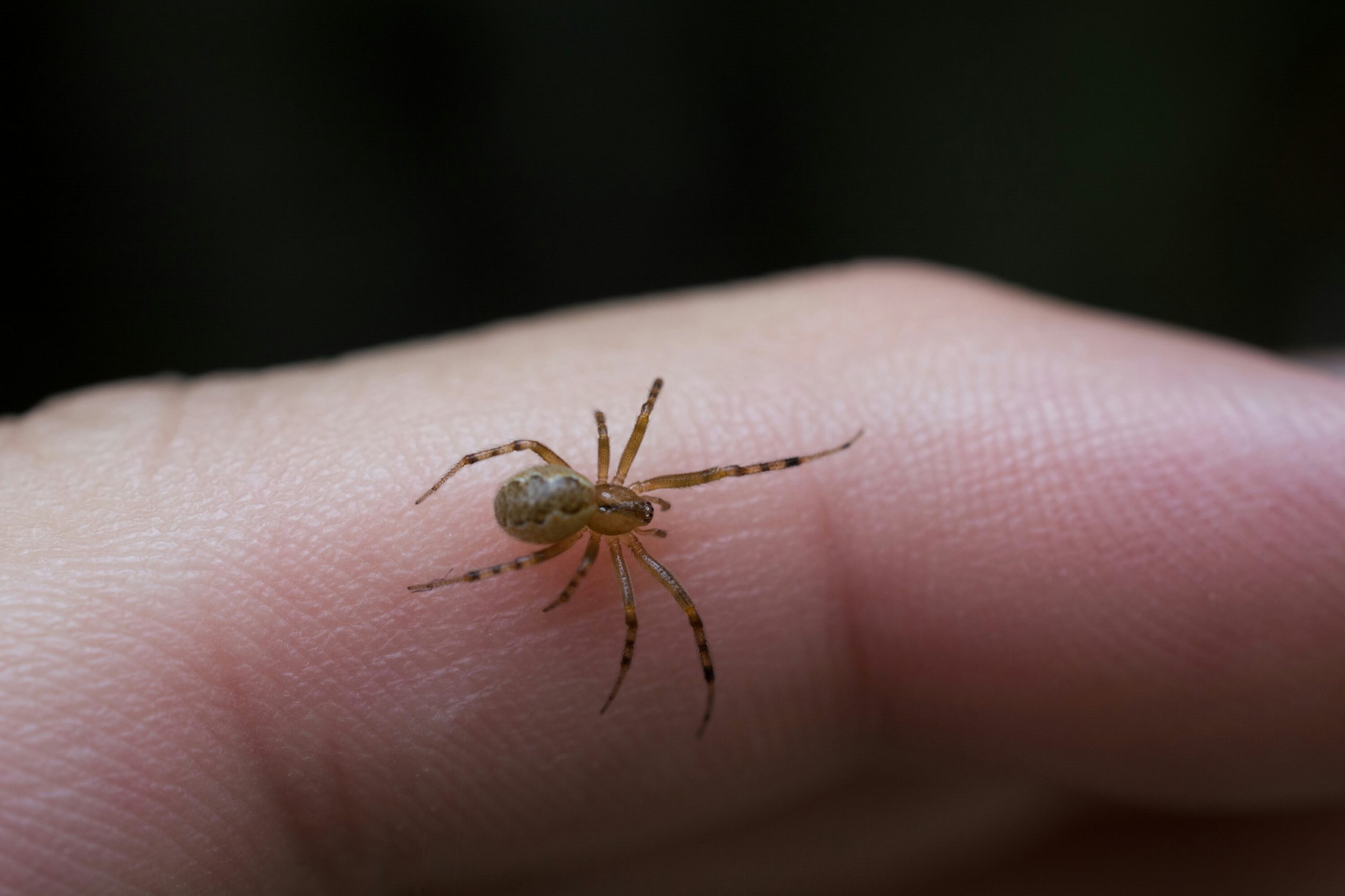 How to Identify Venomous (not Poisonous) Spiders » Wilderness Awareness  School
