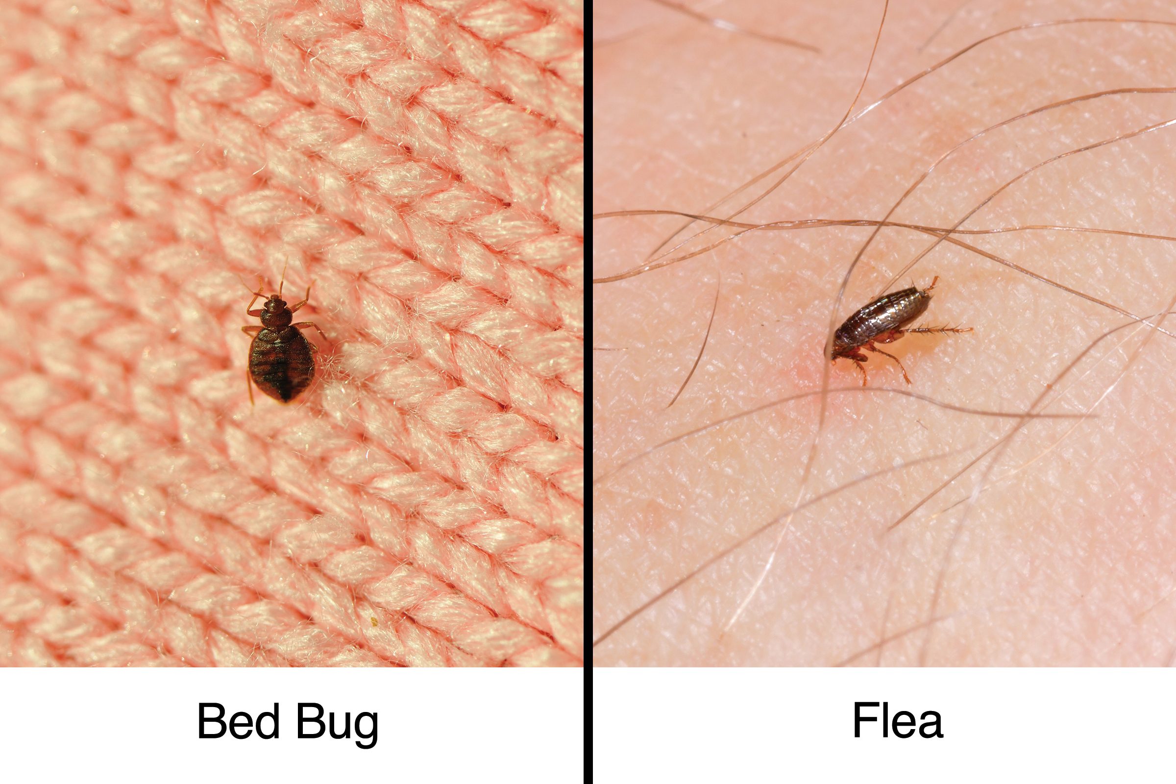 fleas on mattress