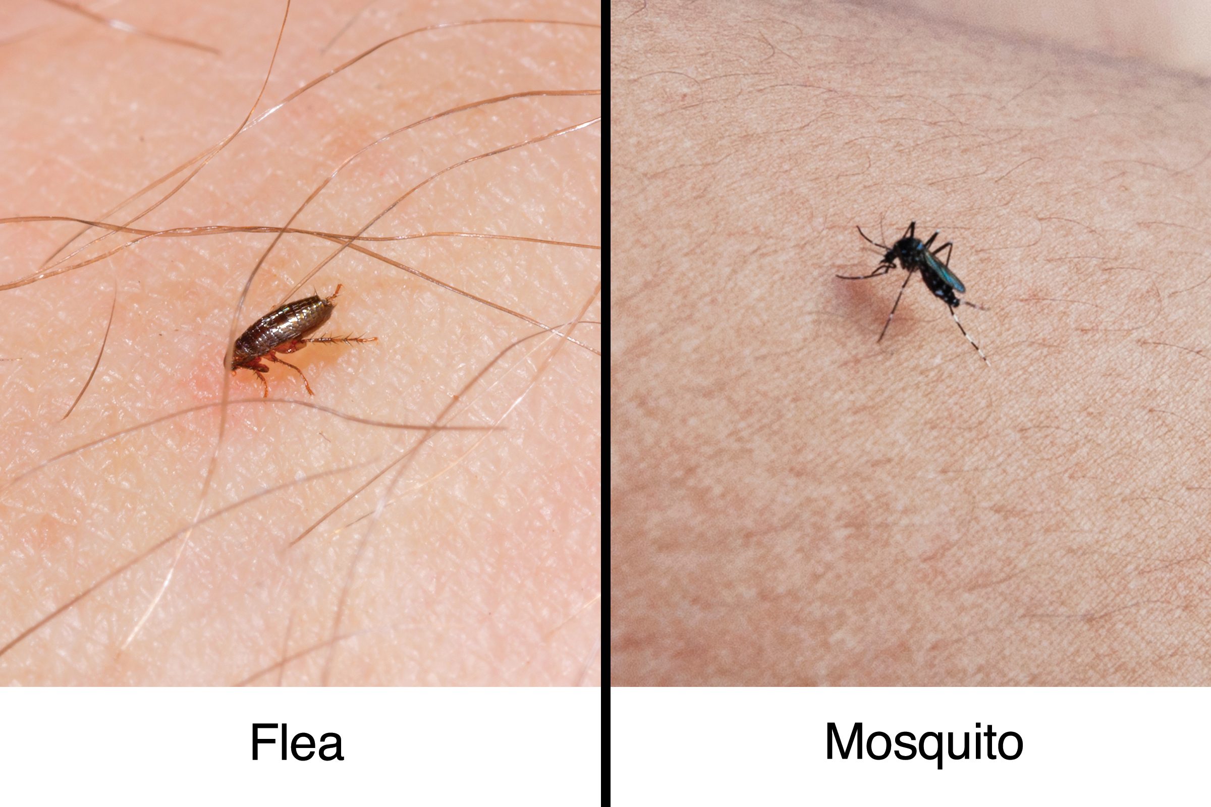 pulgas vs mosquitos