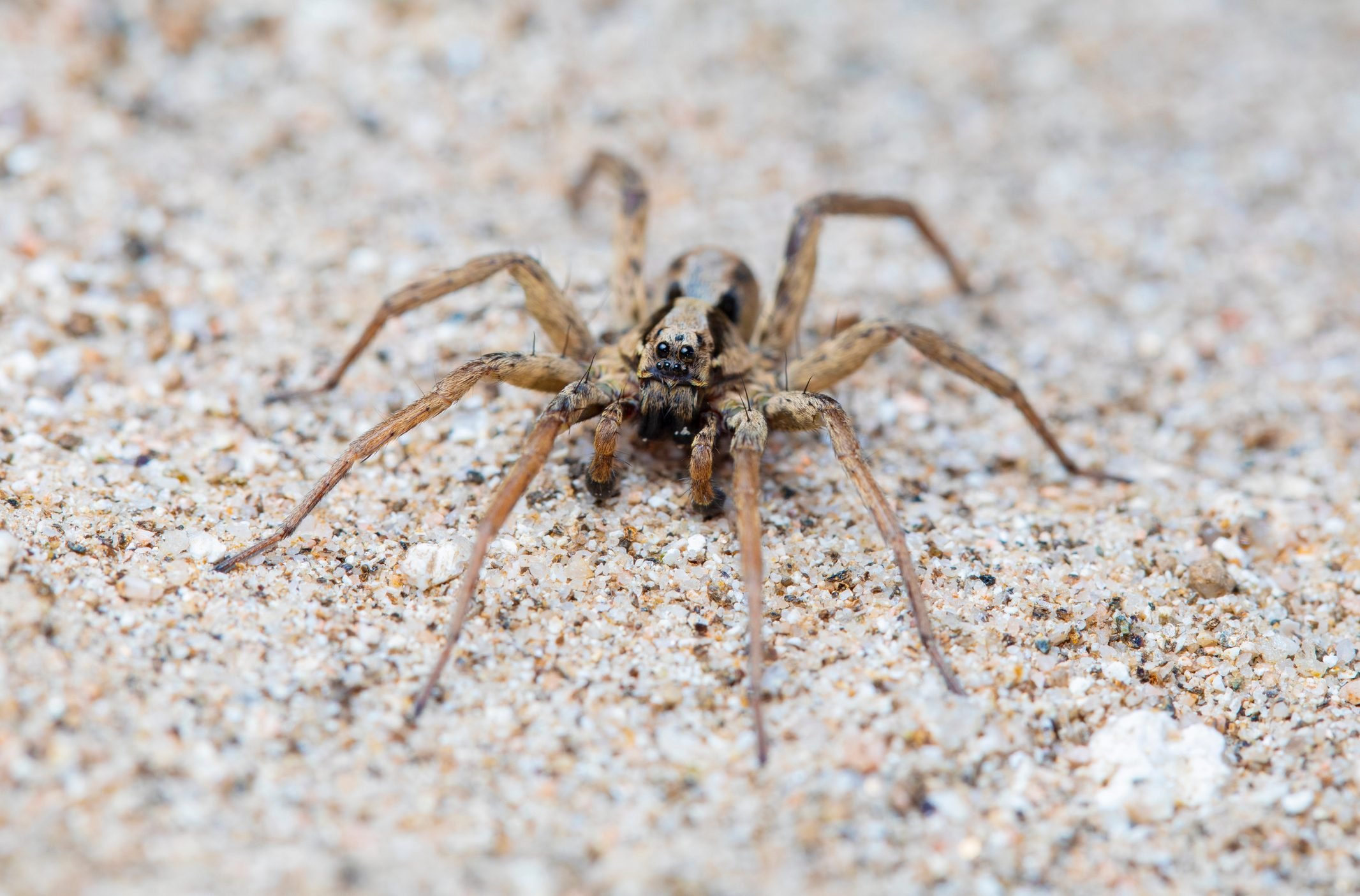 Wolf Spider Bites: Everything You Need to Know