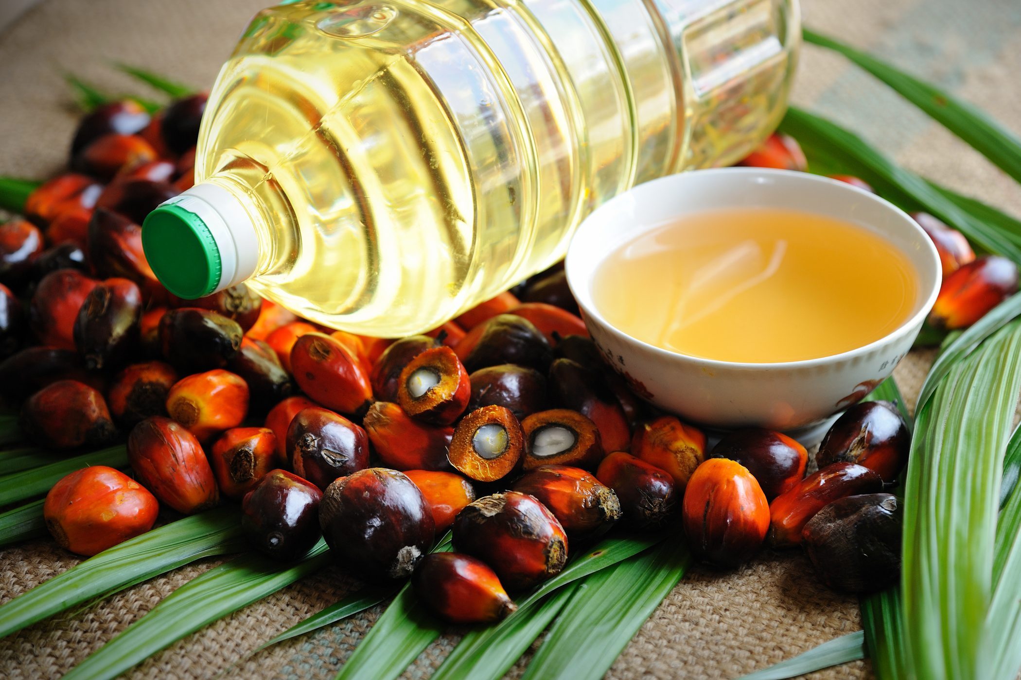 Edible Oil Palm