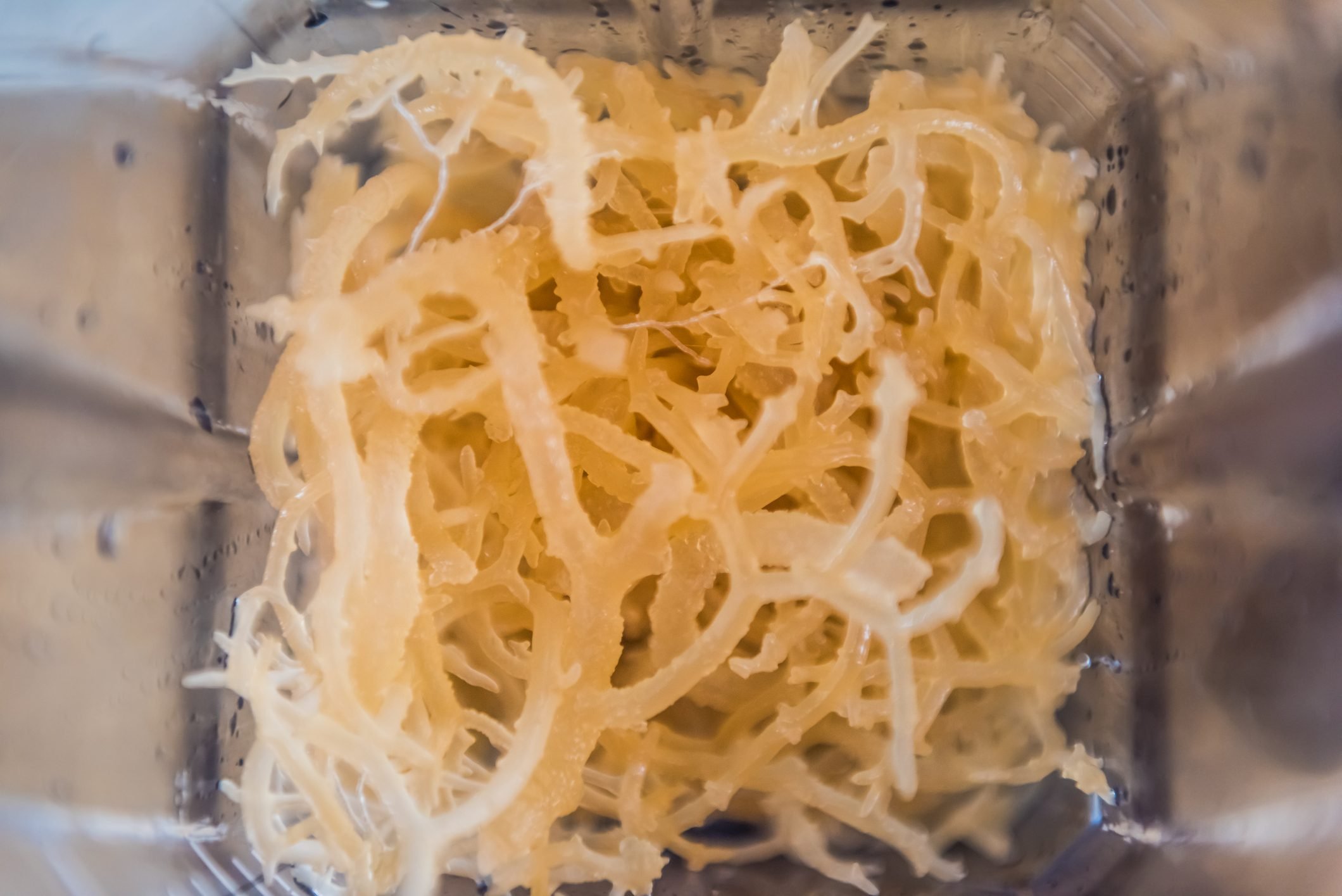 Sea Moss Benefits and How to Use It