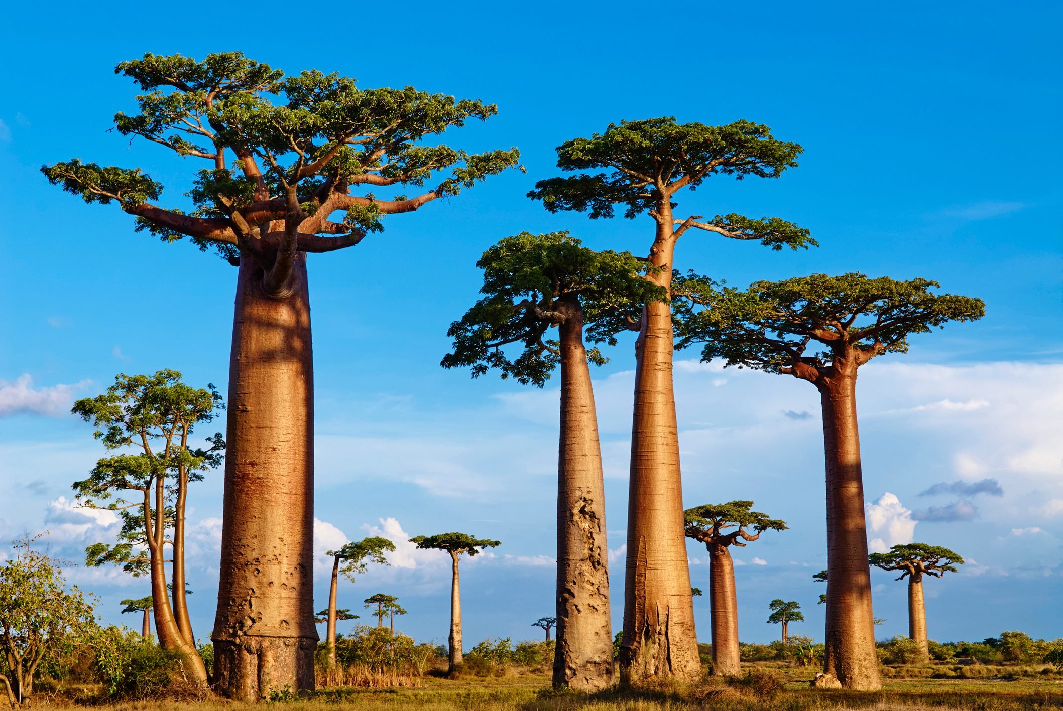 Baobab Fruit: What It Is, Benefits, Recipes | The Healthy