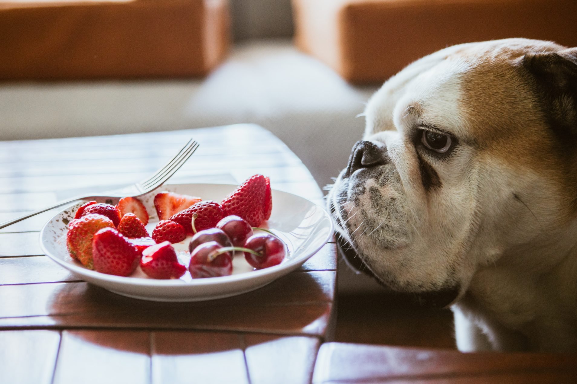 Can Dogs Eat Strawberries? Here's What Veterinarians Say