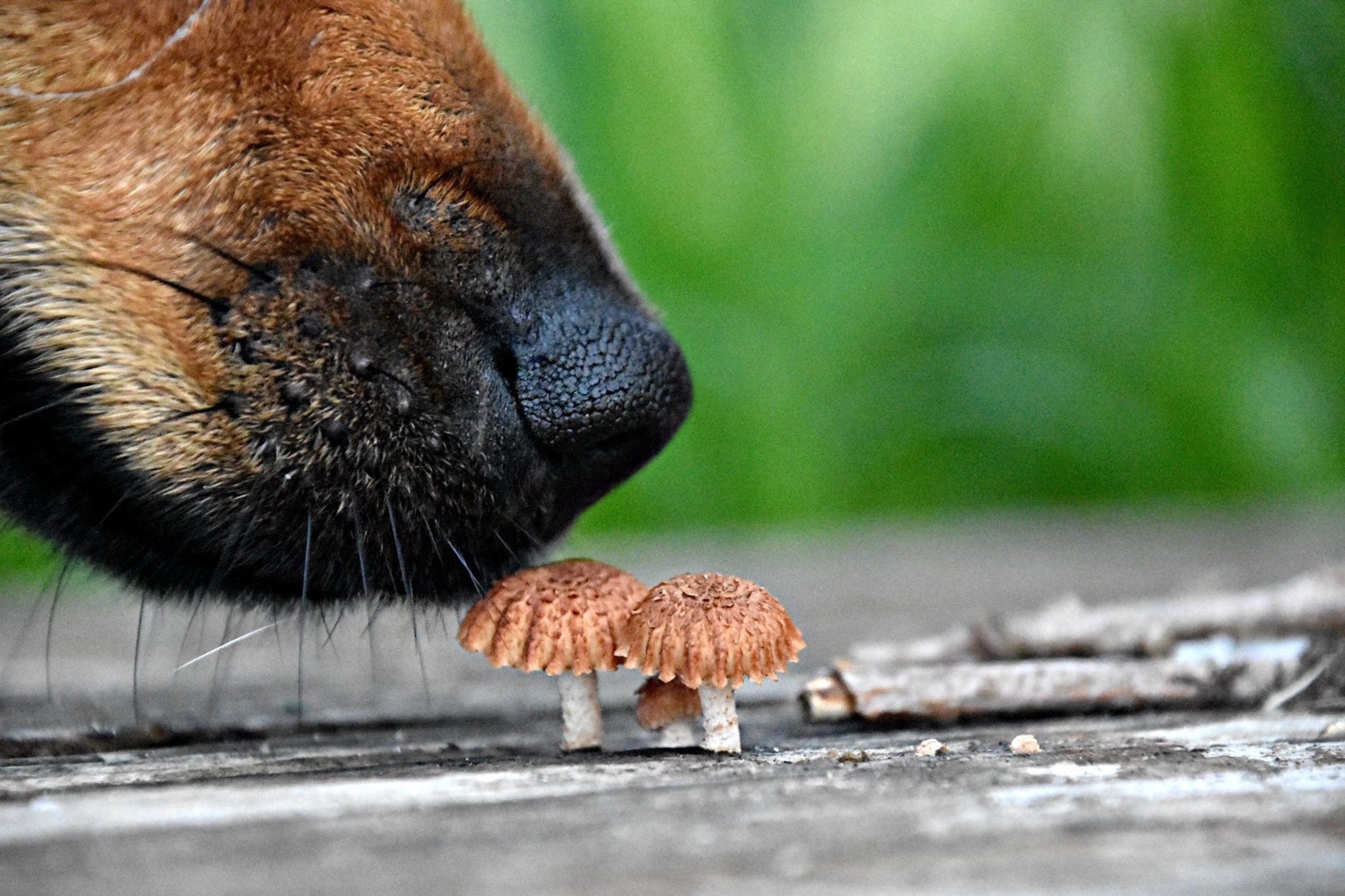 Can Dogs Eat Mushrooms? Here's What Experts Say The Healthy