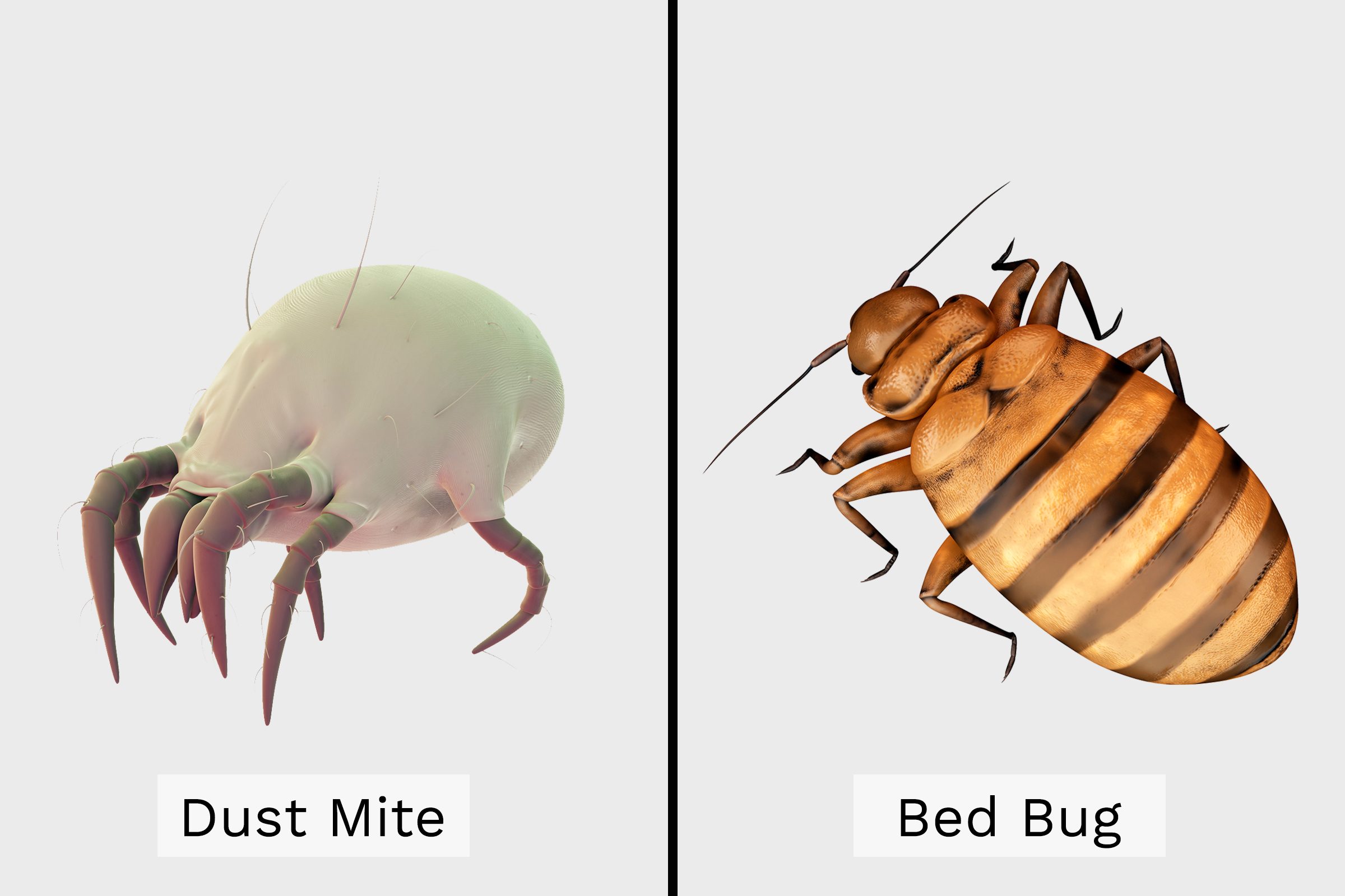 bed bug and dust mite mattress