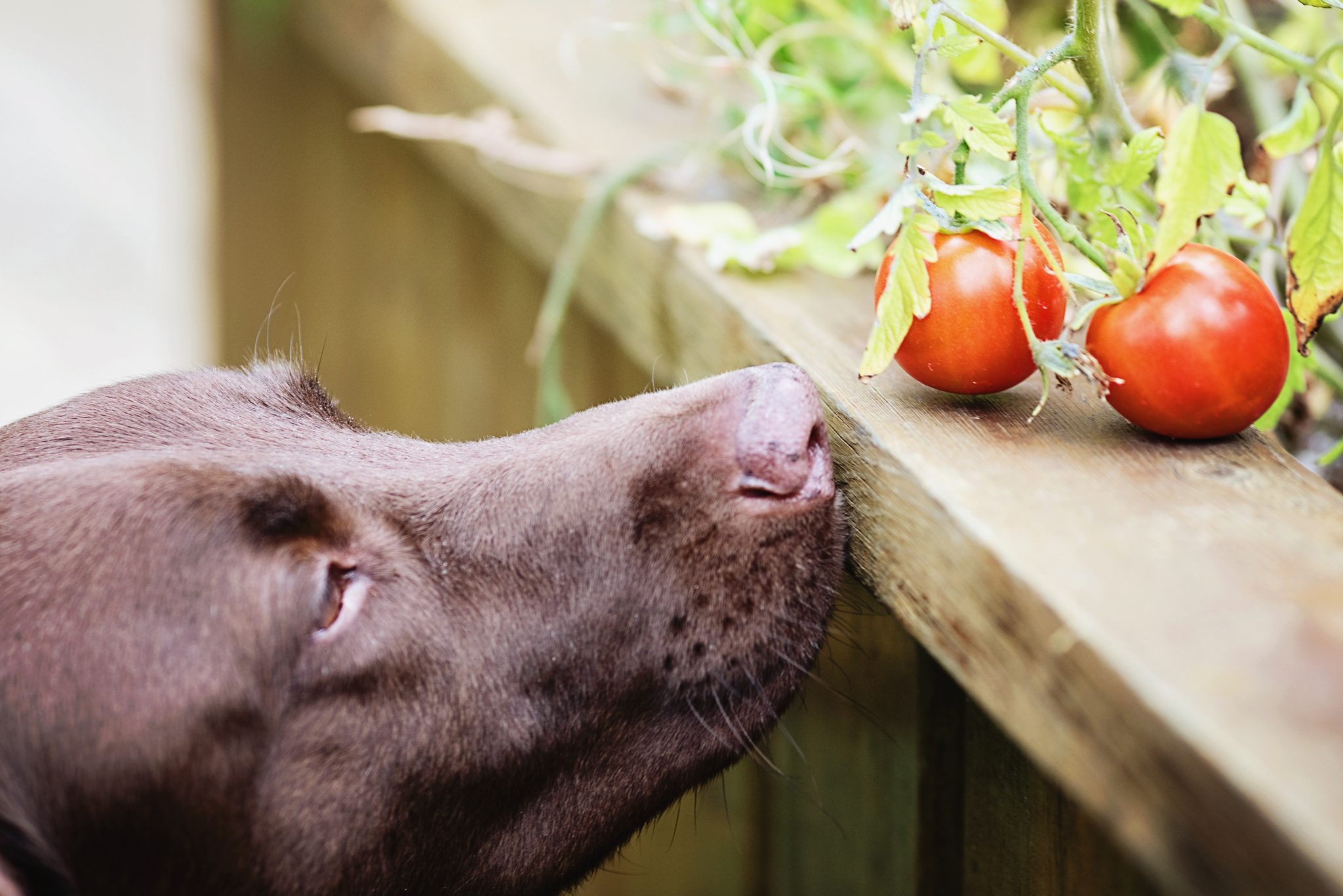 Can Dogs Eat Tomatoes?