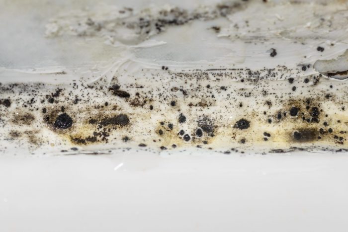 Mold Vs Mildew Side By Side|Mold Vs Mildew Side By Side|close up of Mold In a Bathroom|mildew growing on walls and ceiling in home|Home interior Black Mold on basement wall