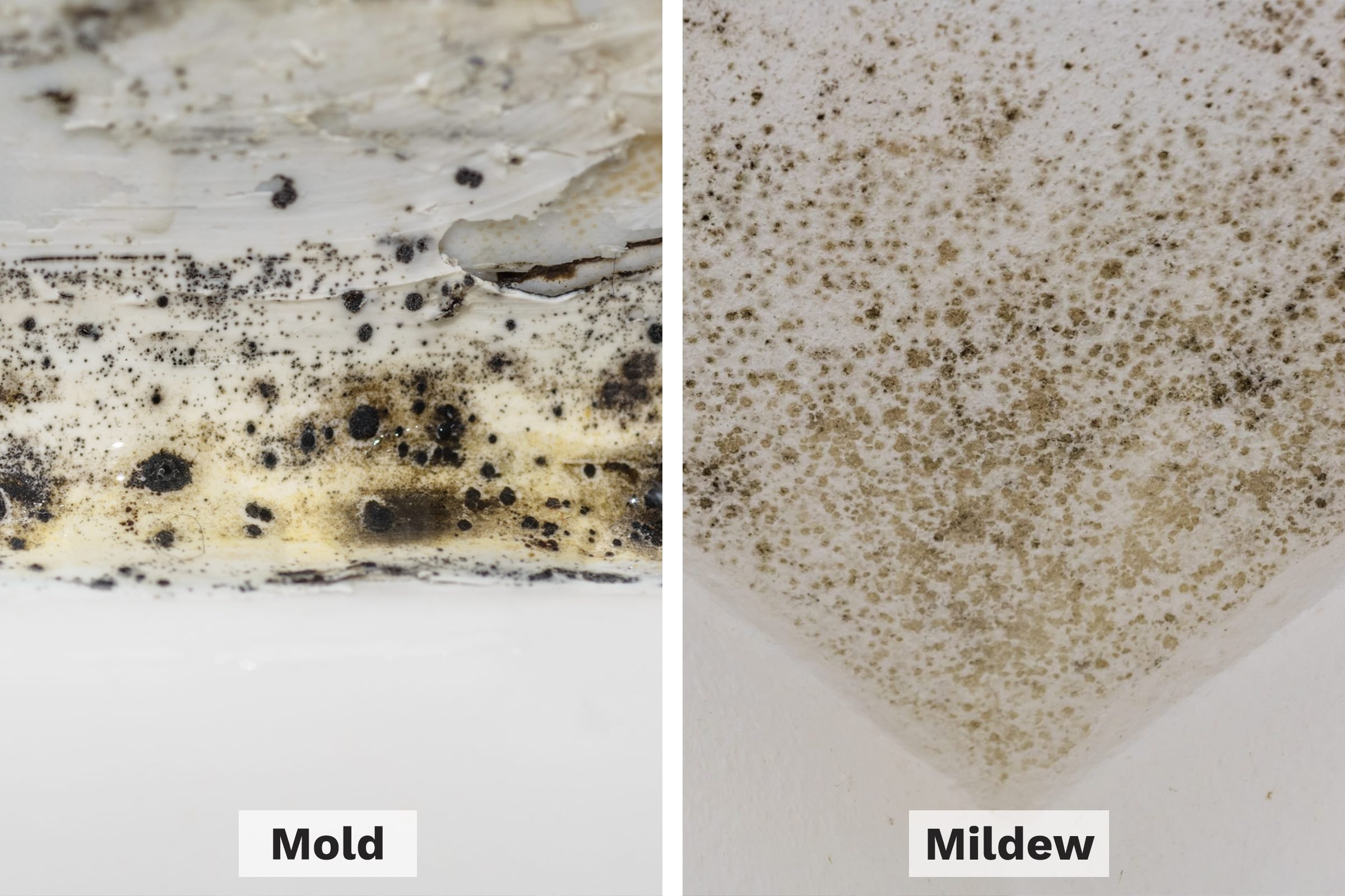 Mildew vs. Mold: What's the Difference?
