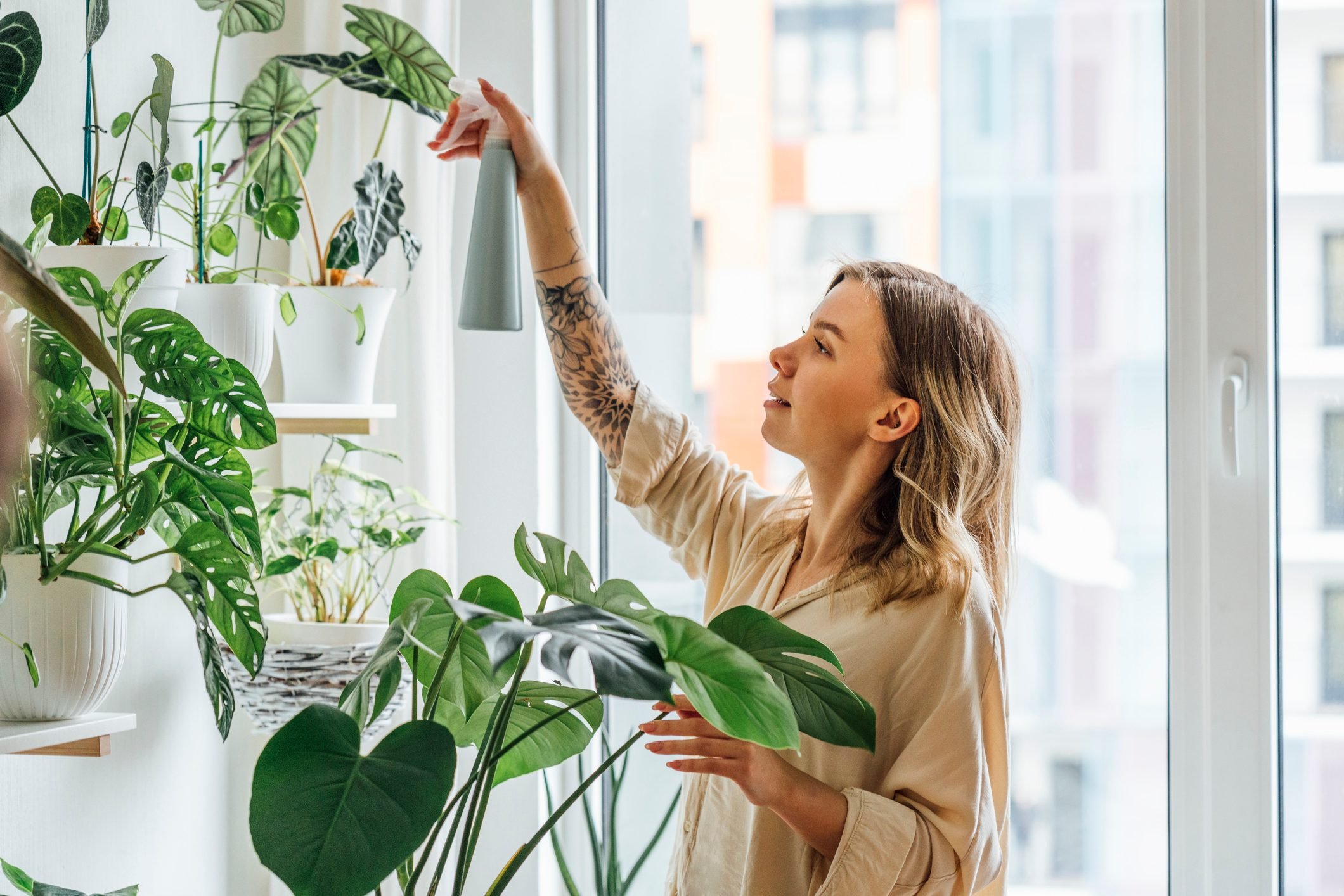 young woman spraying water on houseplants at home|Snake plant|Spider plant|Aloe vera|Pothos|Lavender|Basil|Lemon Balm|Spearmint
