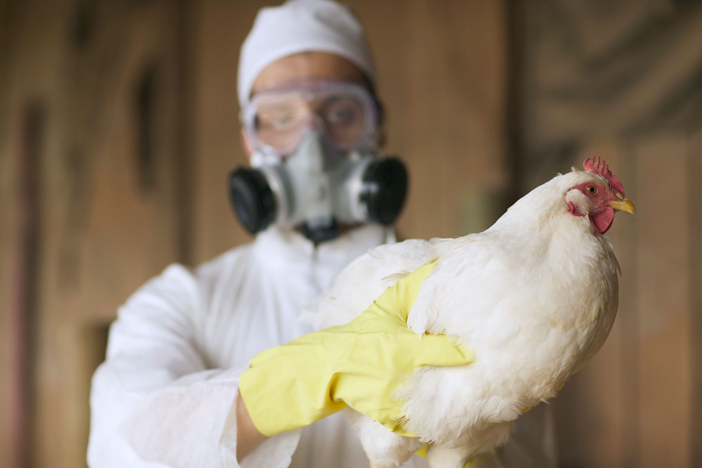 What Is Avian Influenza and Can People Get It?
