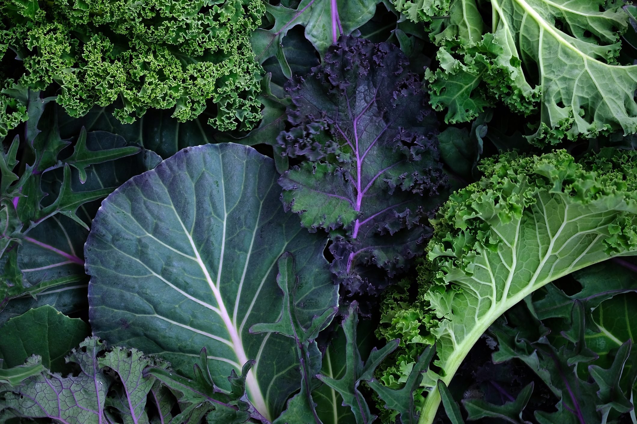 New Study: Some Bacteria Grow Worst on These Leafy Greens