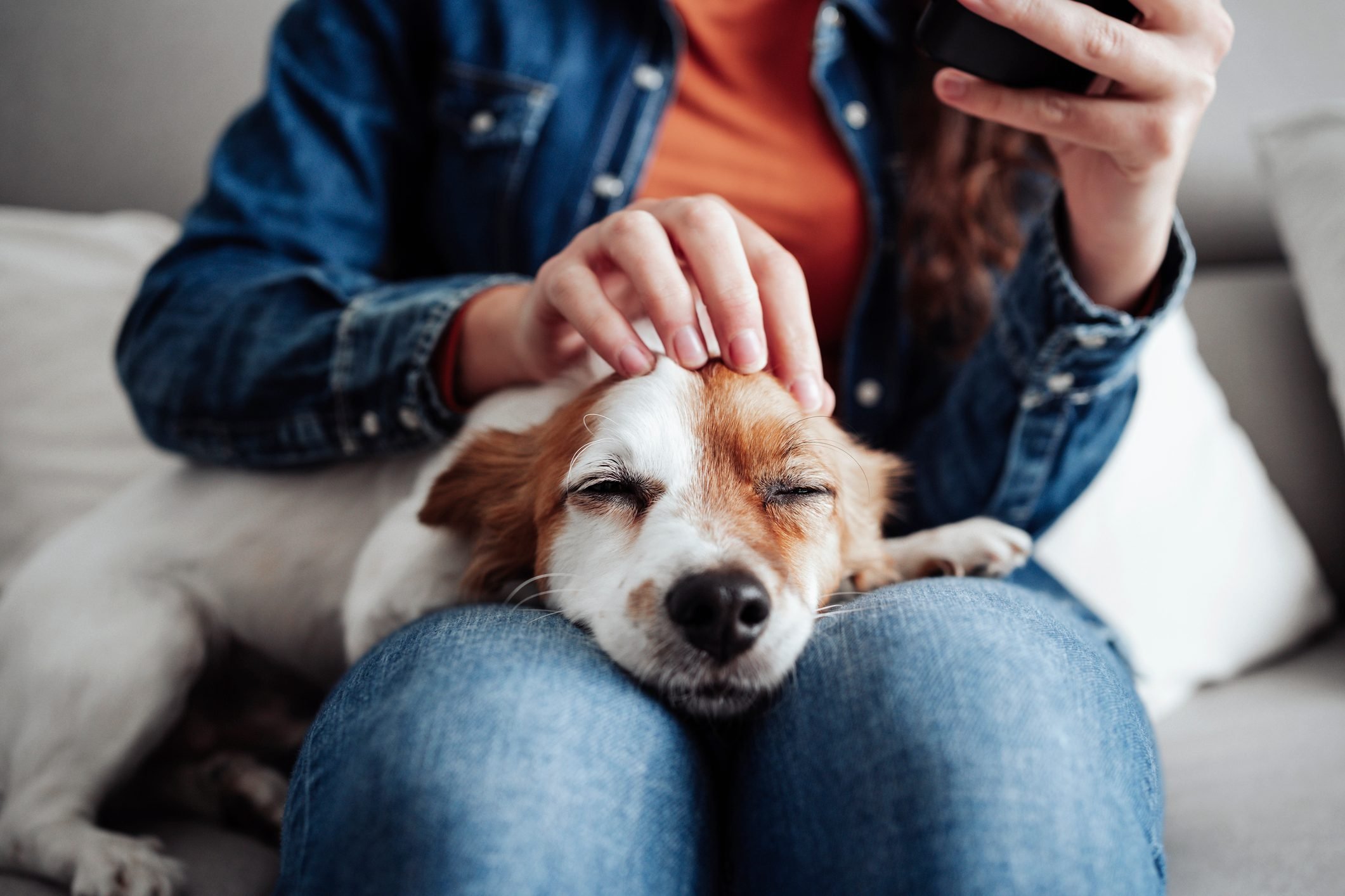 How to Massage Your Dog, According to Certified Dog Massage Therapists [With Instructional Video]