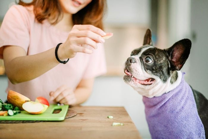 Can dogs eat outlet apple slices