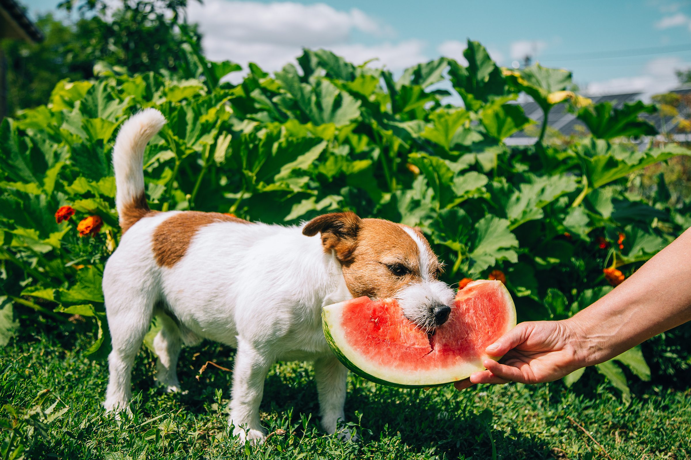 Can Dogs Eat Watermelon? Here's the Juicy Verdict, from Veterinarians