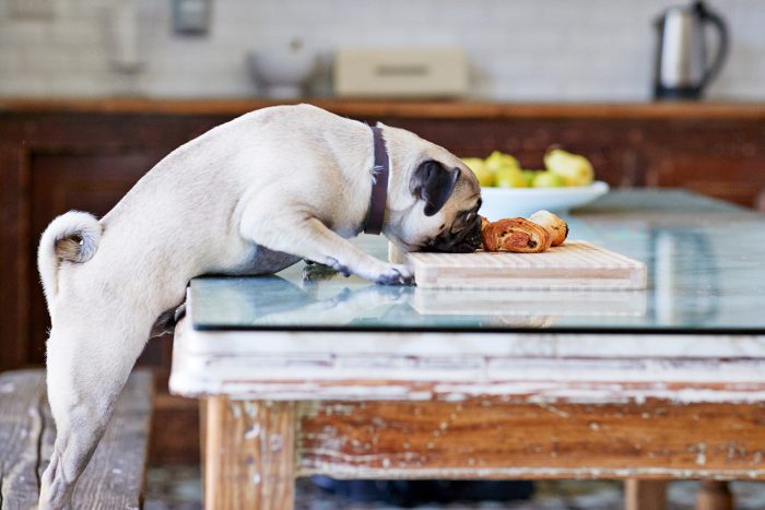 https://www.thehealthy.com/wp-content/uploads/2023/06/what-can-dogs-eat-GettyImages-1022889064-JVedit-700x467.jpg