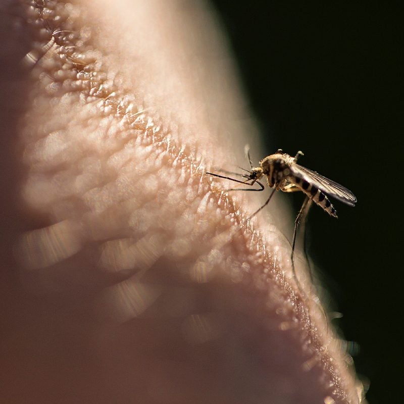 How to Avoid Mosquito Bites: The 6 Most Effective Products in 2023, According to Reviews