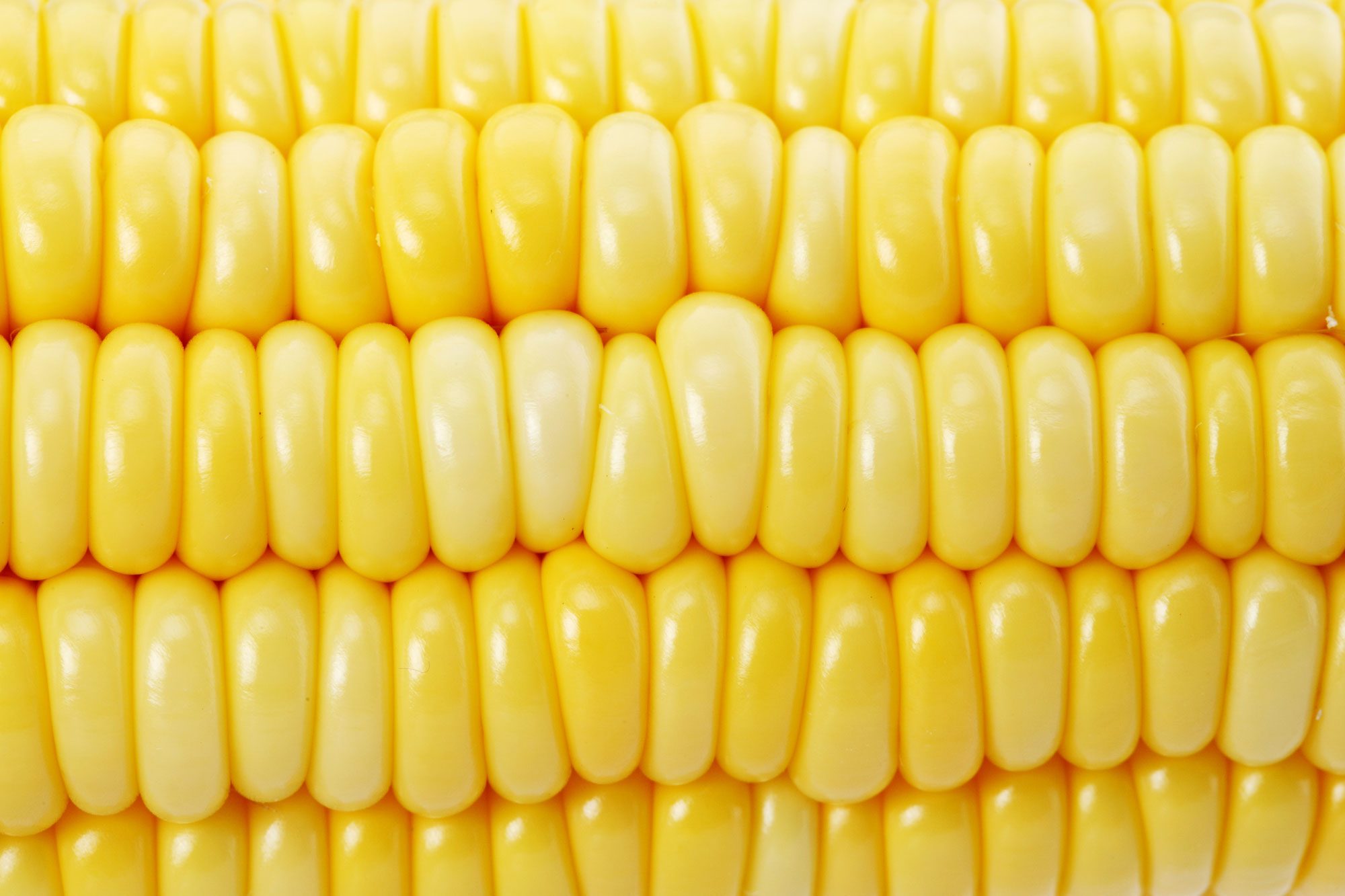 corn up close